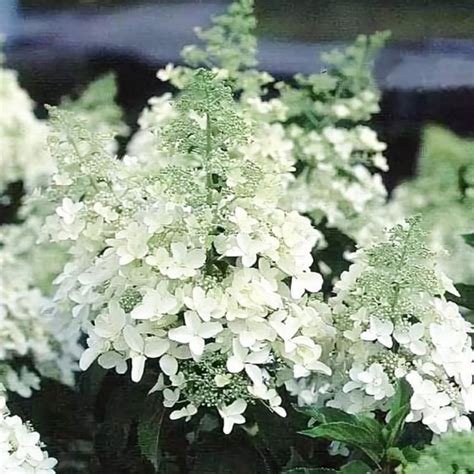 Метельчатая гортензия Dolly / Долли