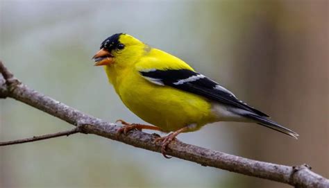 New Jersey State Bird Description Pictures And Fun Facts