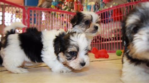 Wonderful Black White Tan, Morkie Puppies For Sale in Georgia at - Puppies For Sale Local Breeders