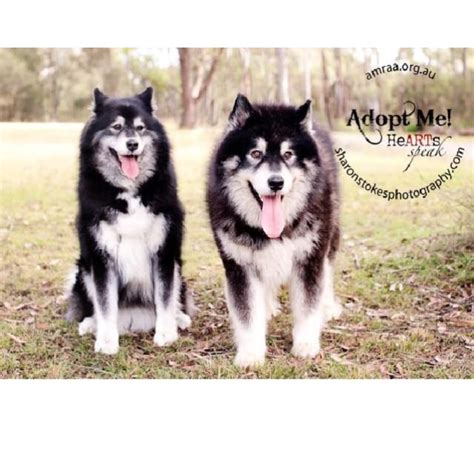 Teddy To Be Rehomed With Taro Large Male Alaskan Malamute X Samoyed