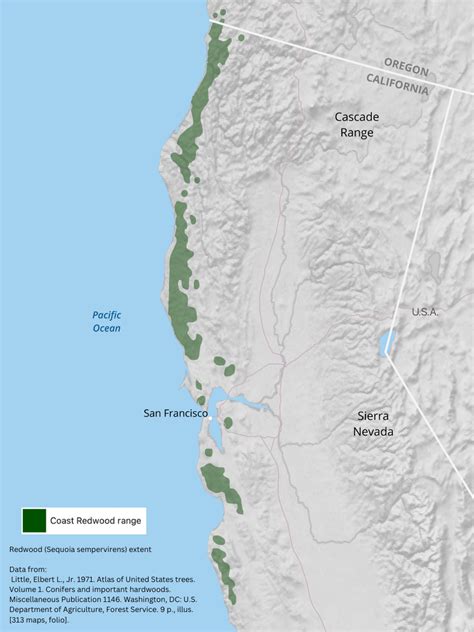 Differences Between Coastal Redwood And Douglas Fir Trees