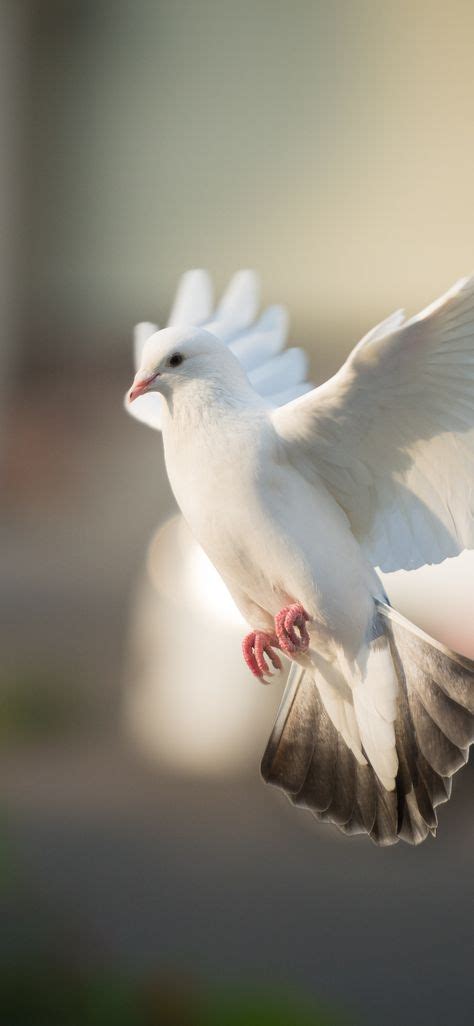 Белая Птица Фотографии – Telegraph
