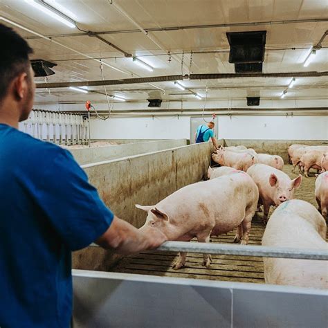 Hog Sector Taking Action On Sustainability Chrisdca