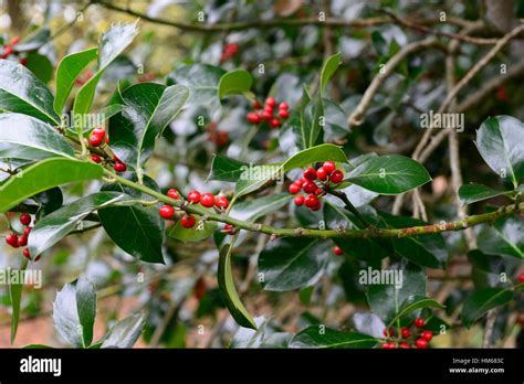 Evergreen Holly Stock Photos & Evergreen Holly Stock Images - Alamy