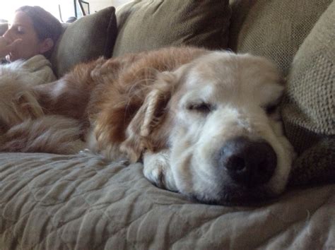 At peace with himself. | Golden retriever, Chewbacca, Most favorite
