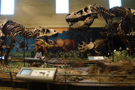 rexes squaring   museum  famous   foss flickr