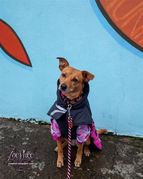 ZoePhee: Phoenix's First Treibball Class!