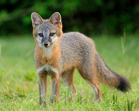 grey fox - Fort Bragg Library