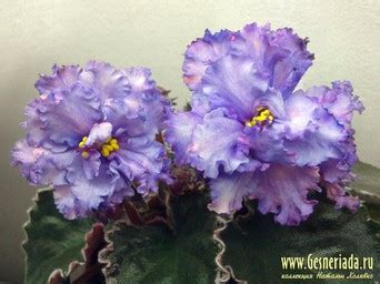 Фиалки селекции Е. Коршуновой сорта (ЕК) - Узамбарские Фиалки в СПб ...