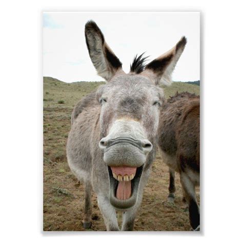 Donkey Smile Photo Print