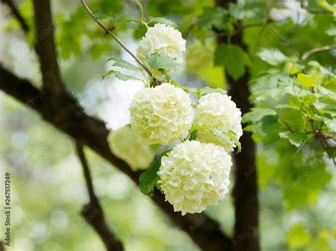 Viburnum Opulus Roseum Viorne Obier Ou Viorne Aubier Boule De Neige