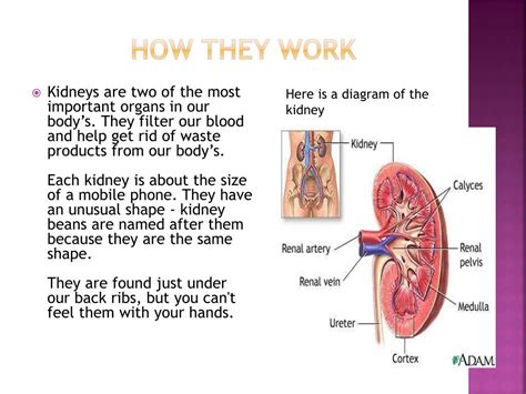 PPT - Kidneys PowerPoint Presentation, free download - ID:2722754