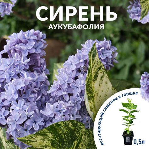 Сирень Саженцы купить на OZON по низкой цене