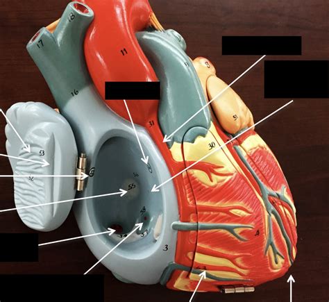 Right Atrium Diagram | Quizlet