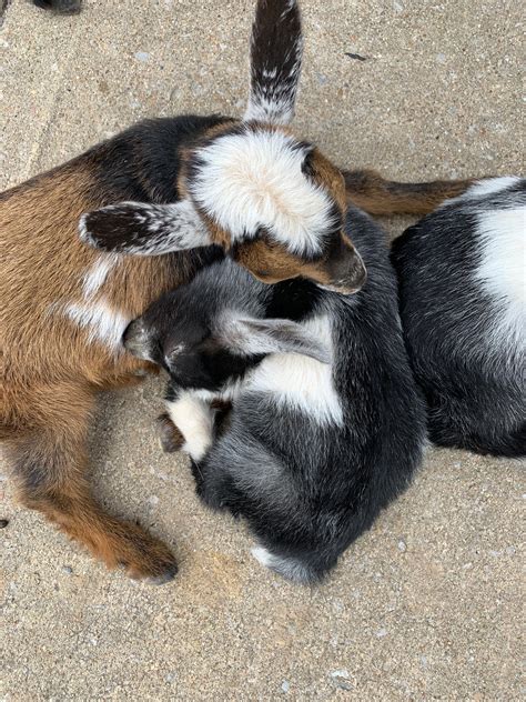 Milk Dud is sleepy. : r/MilkDud