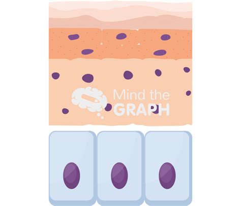 Epidermis 3