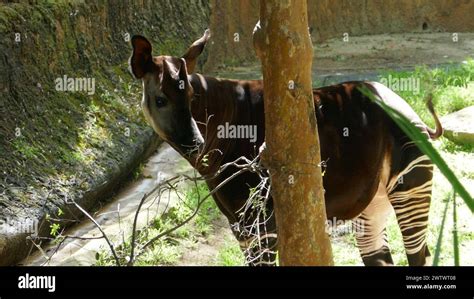 Los Angeles California Usa 18th March 2024 Okapi At La Zoo On March