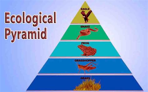 Ecological Pyramid - Learn Nationwide