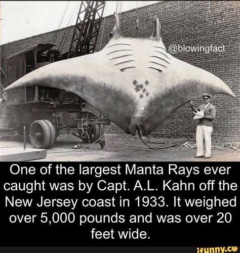 One of the largest Manta Rays ever caught was by Capt. A.L. Kahn off