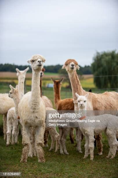 Suri Alpaca Photos And Premium High Res Pictures Getty Images