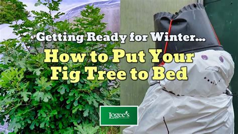 How To Put Your Fig Tree To Bed Get Ready For Winter YouTube