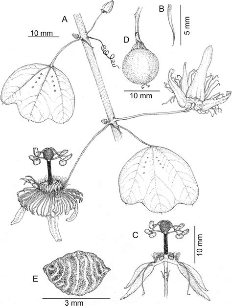 Passiflora Foetida Floral Diagram Informacionpublica Svet Gob Gt