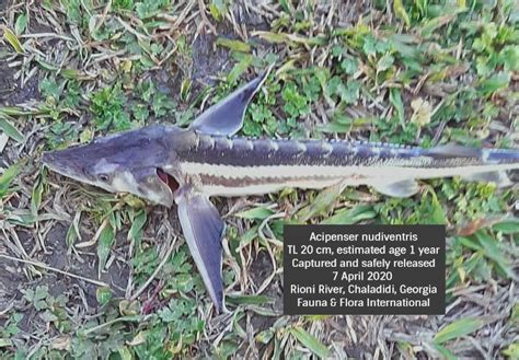 Dramatic Double Sturgeon Discovery In Georgia Wwf