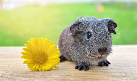 Guinea Pig Lifespan How Long Do Guinea Pigs Live The Pet Savvy