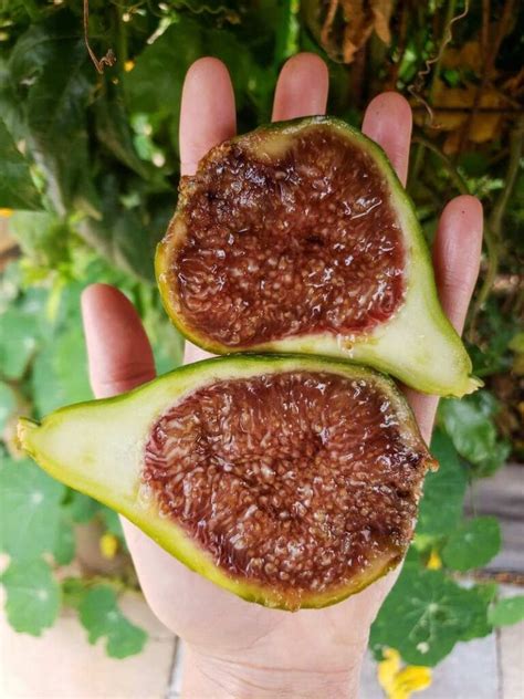 18 Fantastic Fig Tree Varieties To Grow At Home Homestead And Chill