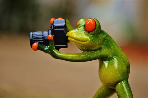 10000 Free Frog Funny And Frog Photos Pixabay