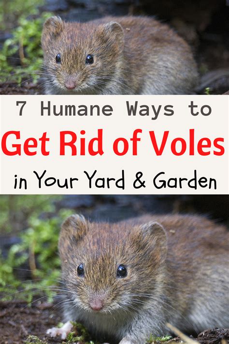 How To Get Rid Of Voles Garden Tips Garden Ideas Get Rid Of