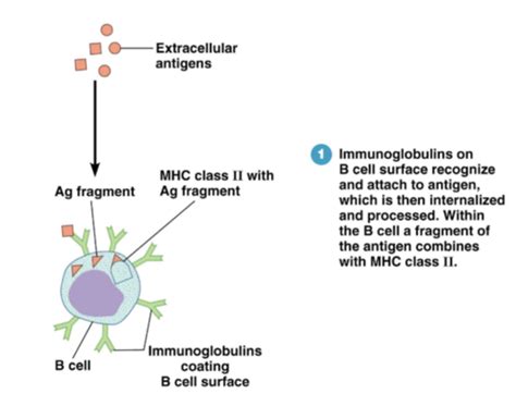 Microbiology Lecture 16 Immunology Adaptive Immunity Flashcards