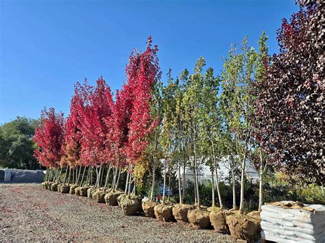 Trees, trees, - Plants & Seedlings - Boise, Idaho | Facebook Marketplace