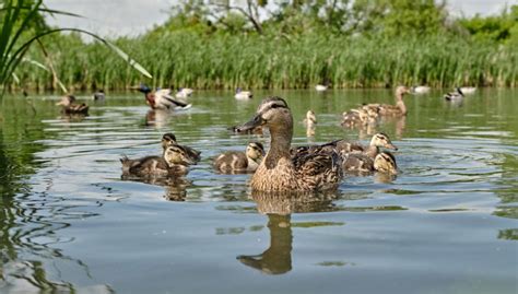 Wild Duck Breeds - The Happy Chicken Coop