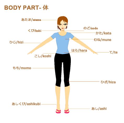 Kosakata Bahasa Jepang Anggota Tubuh Aisuru Nihongo