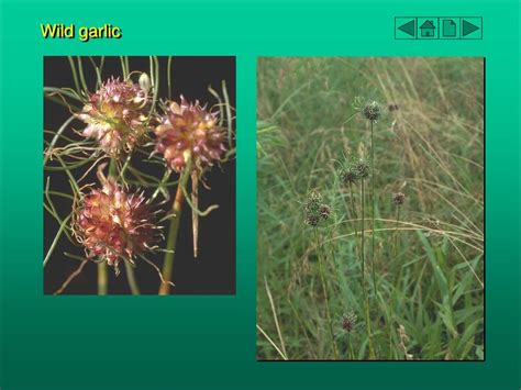 Ppt Barnyardgrass Powerpoint Presentation Free Download Id5536037