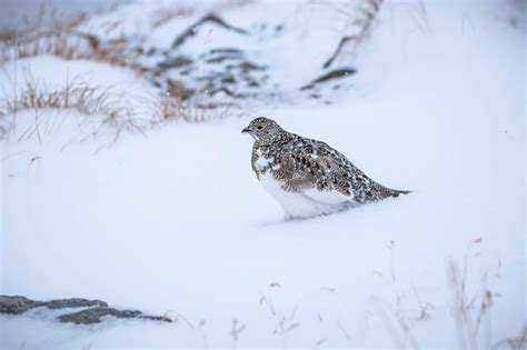 Tomoki Sekiguchi山岳写真 on Twitter 彼らもこの吹雪のなか元気にしているのだろうな