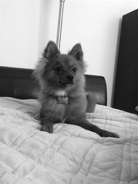Photo Gallery The Proud Pom
