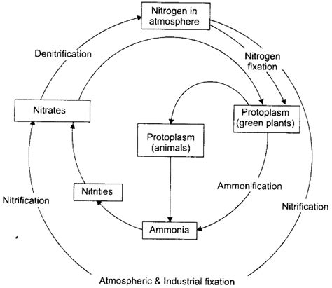 Explain Nitrogen Cycle Diagrammatically Sarthaks Econnect Largest Online Education Community