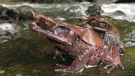 Penemuan Spesies Baru Katak Bertanduk Ada Di Pegunungan Meratus