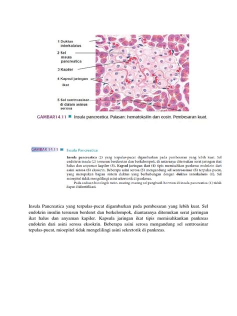 Histologi Pankreas Insula Pancreatica