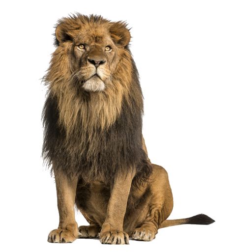 Angry View Angry Lion Png Hd Images