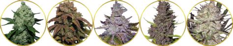 Top 10 Best Marijuana Strains to Grow Outdoors - Abundant Life Seeds