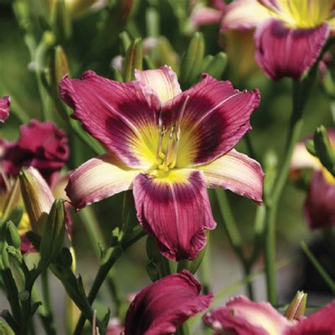 Magic Dancer Daylily Hemerocallis American Meadows