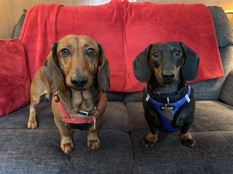 Are Dachshund Dogs Aggressive