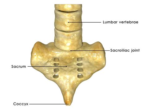 Sacrum Anatomy Sacroiliac Joint Sacroiliac Lumbar