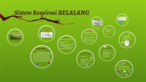 Sistem Respirasi BELALANG by Syuhadah Baharudin on Prezi