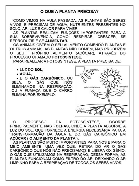 O Que A Planta Precisa Para Sobreviver - O Que A Planta Precisa Aula Adaptada | PDF