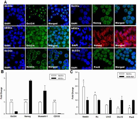 Embryonic Stem And Retinal Stem Cell Marker Expression In Stem Like