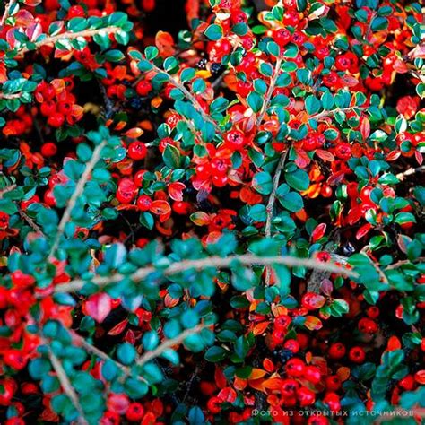 Кизильник гибридный Скогхолм С1 h=40см Польша - Хомяк